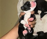 Puppy Puppy2 Doberman Pinscher-Dogo Argentino Mix