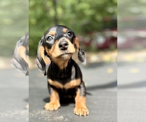 Dachshund Puppy for sale in OAKFIELD, NY, USA