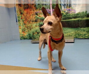 Chihuahua-Unknown Mix Dogs for adoption in Moreno Valley, CA, USA