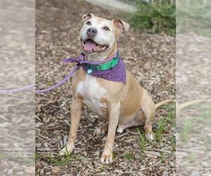 REX - Male Staffordshire Bull Terrier Dog for Adoption - Photo #2