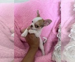 Small #4 Chihuahua