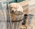 Small Photo #13 Labrador Retriever Puppy For Sale in BANDERA, TX, USA