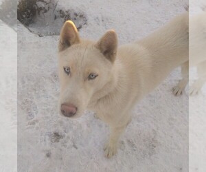 Siberian Husky Puppy for sale in OWENSBORO, KY, USA