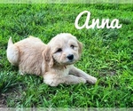 Small Photo #3 Goldendoodle (Miniature) Puppy For Sale in PLEASANT HOPE, MO, USA
