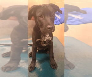 Labrador Retriever-Unknown Mix Dogs for adoption in Mobile, AL, USA