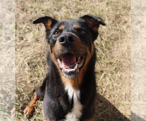 Rottweiler-Unknown Mix Dogs for adoption in Jackson, MS, USA