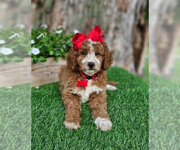 Medium Photo #3 Goldendoodle (Miniature) Puppy For Sale in INDIANAPOLIS, IN, USA