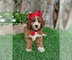 Small #2 Goldendoodle (Miniature)