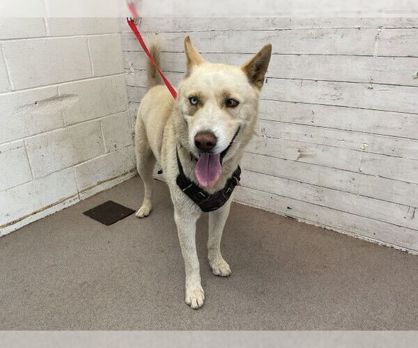 Medium Photo #1 Siberian Husky Puppy For Sale in San Bernardino, CA, USA