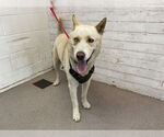 Small Siberian Husky