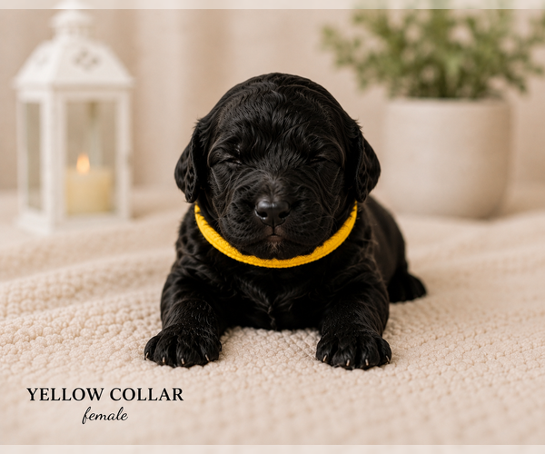 Medium Photo #4 Goldendoodle Puppy For Sale in AURORA, IL, USA