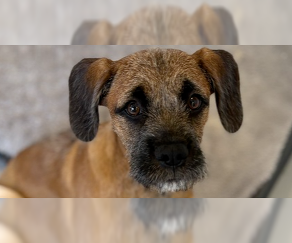 Medium Photo #1 Boxer-Unknown Mix Puppy For Sale in Studio City, CA, USA