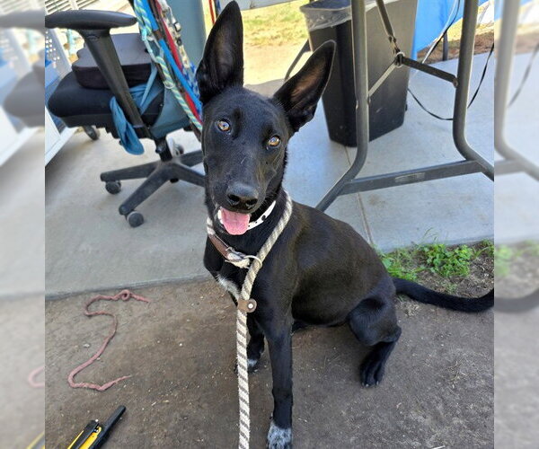 Medium Photo #1 German Shepherd Dog-Unknown Mix Puppy For Sale in Long Beach, CA, USA