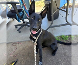 German Shepherd Dog-Unknown Mix Dogs for adoption in Long Beach, CA, USA