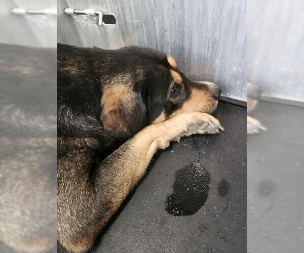 Medium Photo #1 Rottweiler-Unknown Mix Puppy For Sale in San Antonio, TX, USA