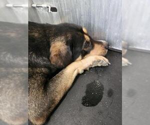 Rottweiler-Unknown Mix Dogs for adoption in San Antonio, TX, USA