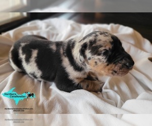Catahoula Leopard Dog Puppy for sale in MORAN, MI, USA