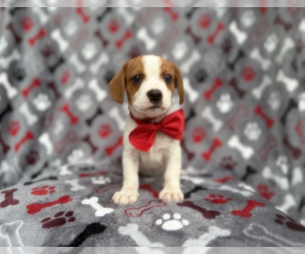 Medium Photo #10 Cavalier King Charles Spaniel-Jack Russell Terrier Mix Puppy For Sale in LAKELAND, FL, USA
