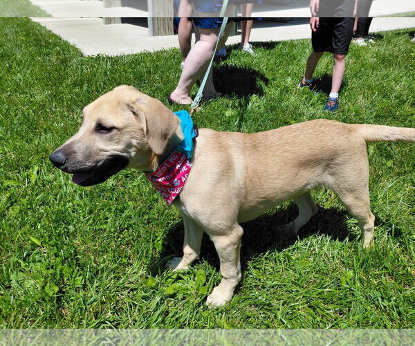 Medium Photo #9 Labrador Retriever-Unknown Mix Puppy For Sale in Germantown, OH, USA