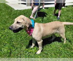 Small #8 Labrador Retriever Mix