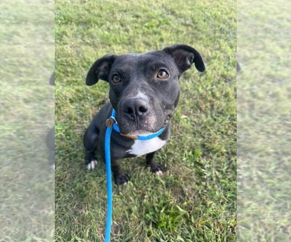 Medium Photo #1 American Pit Bull Terrier-Unknown Mix Puppy For Sale in Crete, IL, USA