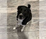 Small #1 Border Collie Mix