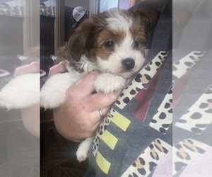 Miniature Australian Shepherd-Poodle (Toy) Mix Puppy for sale in GRAHAM, MO, USA