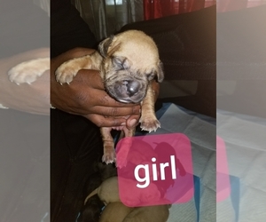 American Staffordshire Terrier Puppy for sale in COLUMBUS, OH, USA