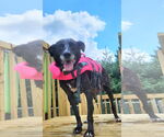 Small #1 Labrador Retriever Mix