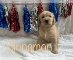 Small Photo #21 Goldendoodle Puppy For Sale in BLUFFTON, IN, USA