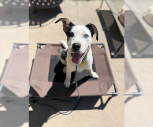 Mutt Dogs for adoption in Sandy, UT, USA