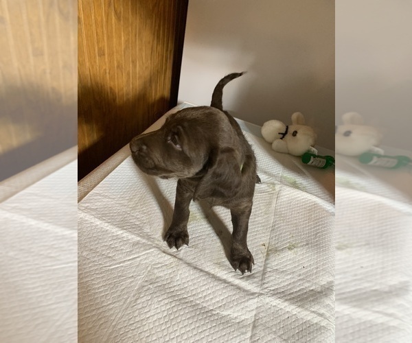 Medium Photo #3 Labradoodle Puppy For Sale in DEEPWATER, MO, USA