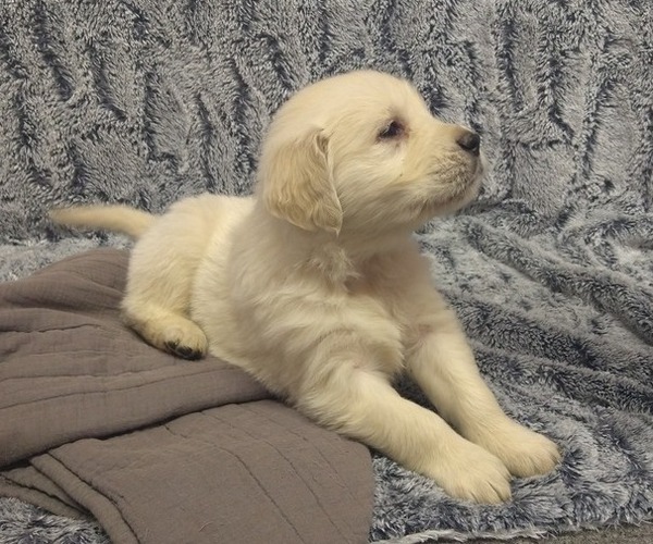 Medium Photo #1 English Cream Golden Retriever Puppy For Sale in PROSPECT, VA, USA