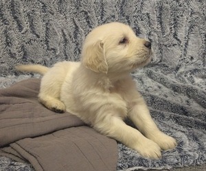 Medium English Cream Golden Retriever