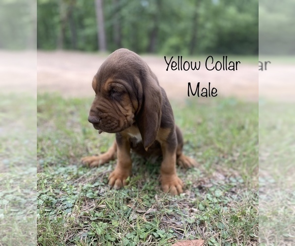 Medium Photo #2 Bloodhound Puppy For Sale in WARRIOR, AL, USA