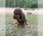 Small Photo #2 Bloodhound Puppy For Sale in WARRIOR, AL, USA