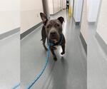 Small Staffordshire Bull Terrier