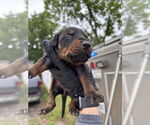 Small #3 Doberman Pinscher