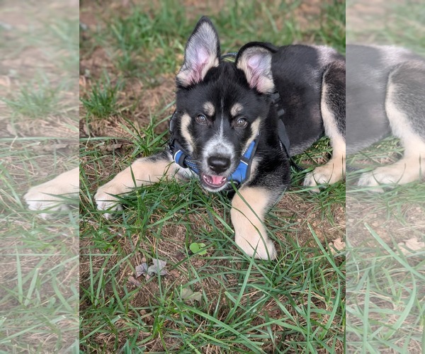 Medium Photo #3 Siberian Husky-Unknown Mix Puppy For Sale in Holly Springs, NC, USA