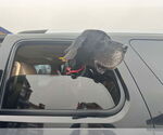 Small #1 Great Dane