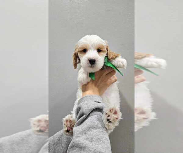 Medium Photo #4 Goldendoodle (Miniature) Puppy For Sale in GREENSBORO, NC, USA