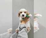 Small Photo #4 Goldendoodle (Miniature) Puppy For Sale in GREENSBORO, NC, USA