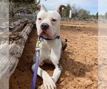 Small Photo #7 American Pit Bull Terrier-Unknown Mix Puppy For Sale in Kanab, UT, USA