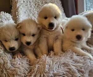 Samoyed Puppy for sale in Toronto, Ontario, Canada