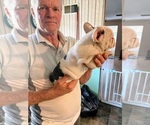 Small #15 French Bulldog