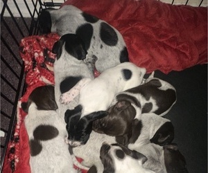 German Shorthaired Pointer Puppy for sale in ELK GARDEN, WV, USA