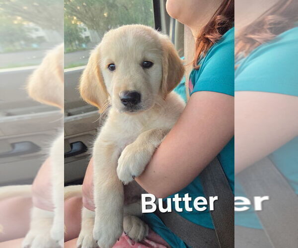 Medium Photo #7 Golden Retriever Puppy For Sale in PLANT CITY, FL, USA