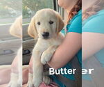 Small #6 Golden Retriever