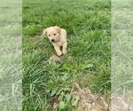 Small Photo #3 English Cream Golden Retriever-Golden Labrador Mix Puppy For Sale in LAGRANGE, OH, USA