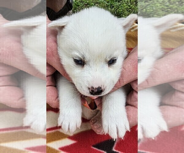 Medium Photo #6 Siberian Husky Puppy For Sale in CAMDENTON, MO, USA